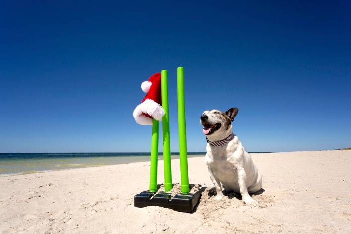 light coloured dog smiling sitting next to a green set of cricket stumps with a Santa hat on them at the beach